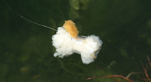 Zig & Brotbefestigung