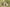 Korda Flat Pear Inline - Textured - Lood - KarperCentrale
