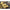 Korda Slow Sinking Dumbell Fishy Fish (16mm) - 5 pcs - KarperCentrale