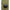RidgeMonkey Headtorch Case - Compact - KarperCentrale